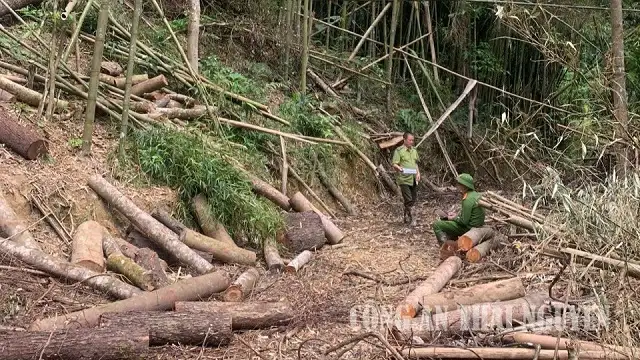 Lực lượng chức năng làm rõ vụ khai thác trái phép gỗ tự nhiên tại rừng Khuổi Khinh. Ảnh: Công an tỉnh Thái Nguyên.