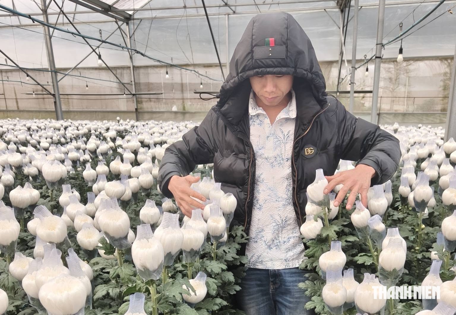 Anh Trần Văn Định trong vườn hoa cúc trắng
