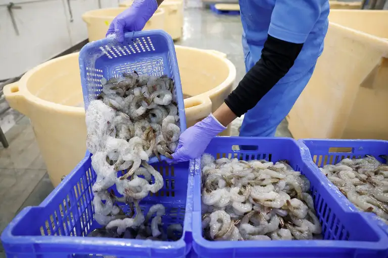 Một công nhân đổ tôm vào các giỏ để kiểm tra chất lượng - Ảnh: REUTERS