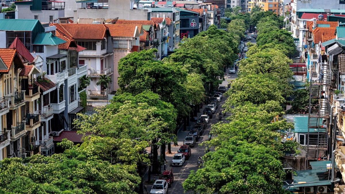 Hà Nội lấy ý kiến người dân về việc di chuyển cây hoa sữa