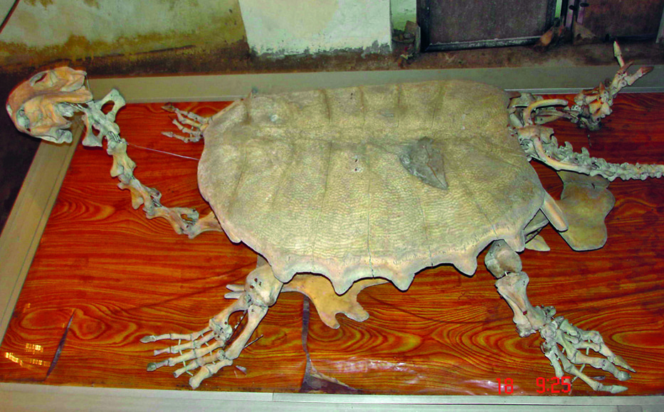 Mẫu bộ xương rùa được sử dụng trong nghiên cứu, so sánh đặc điểm hình thái - Ảnh: VAST