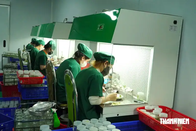 Công ty của anh Biên tạo việc làm thường xuyên cho 147 lao động địa phương, với thu nhập bình quân 7 - 8 triệu đồng/tháng