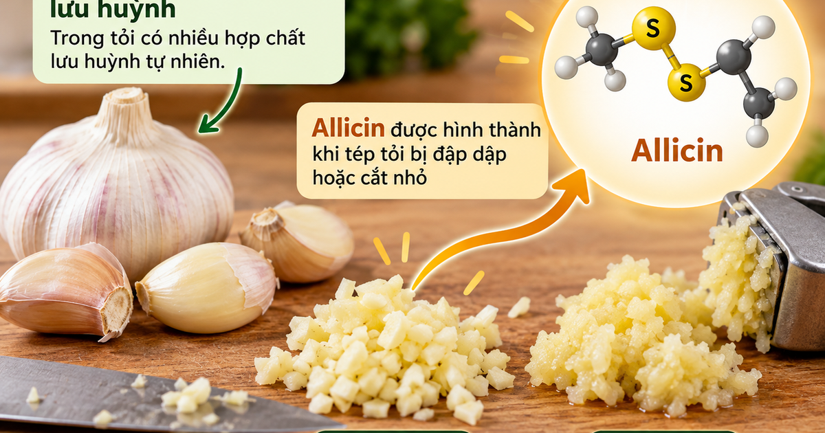 Ăn tỏi mỗi ngày có giúp hạ huyết áp, giảm mỡ máu?