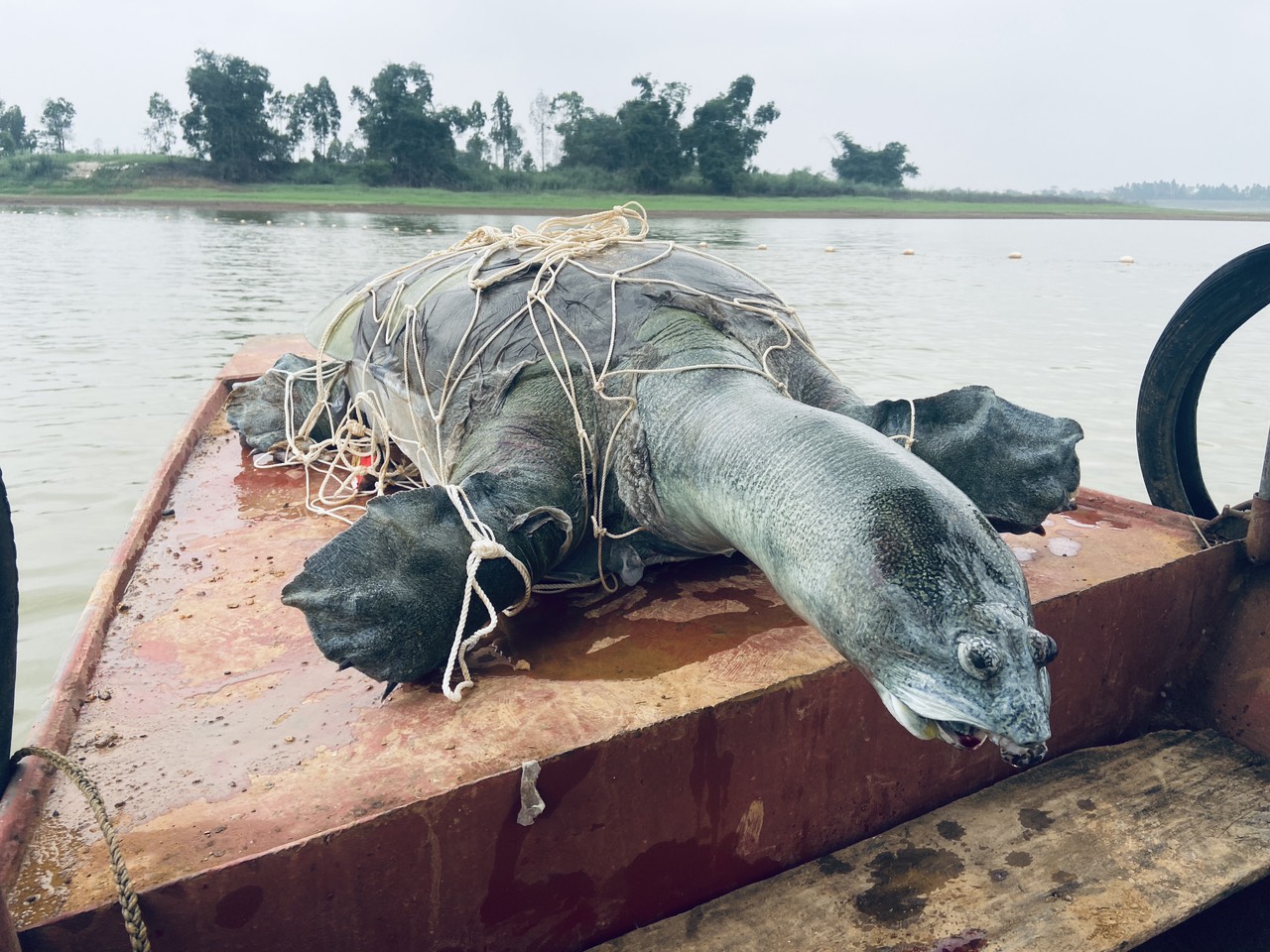 Cá thể Giải sin-hoi được vớt lên tại hồ Đồng Mô sau khi chết vào tháng 4-2023 - Ảnh: Tổ chức Bảo tồn rùa châu Á/VAST