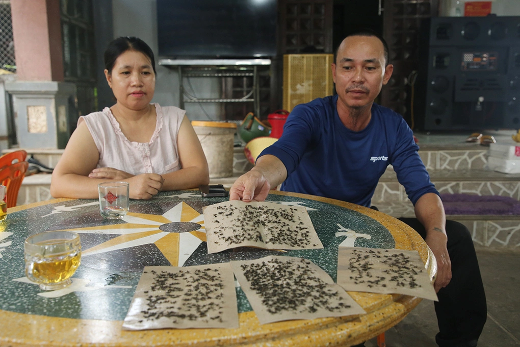 Ông Nguyễn Đức Cường đặt tấm keo, ruồi bám kín mít. Ảnh: Đắc Thành