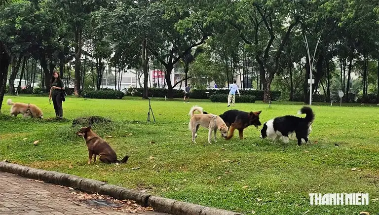 Chó không rọ mõm, thả rông trong công viên Cảnh Đồi, phường Tân Hưng, TP.HCM