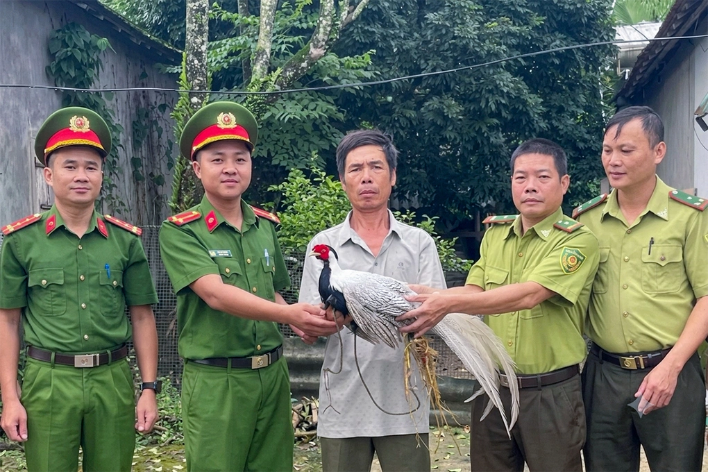 Ông Diệu giao nộp gà lôi trắng cho cơ quan chức năng, ngày 11/10. Ảnh: Công an cung cấp