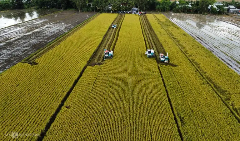 Thu hoạch lúa chất lượng cao tại Cần Thơ. Ảnh: An Bình