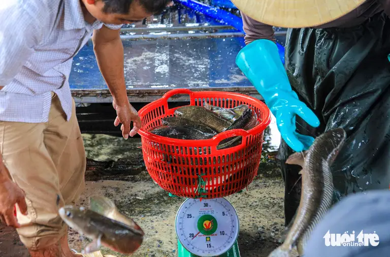 Hiện giá cá lóc thu mua tại hồ khoảng 50.000 đồng/kg - Ảnh: THANH NGUYÊN