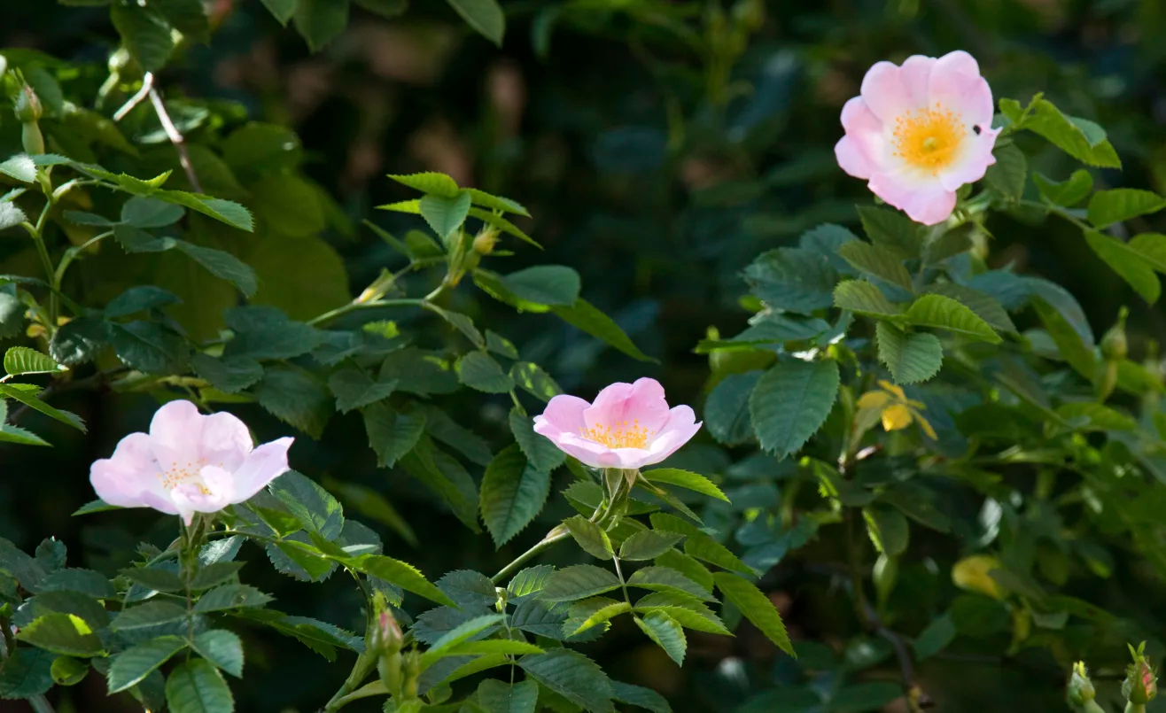 Bụi hoa hồng thuộc loài Rosa canina ở Hildesheim, Đức - Ảnh: AP