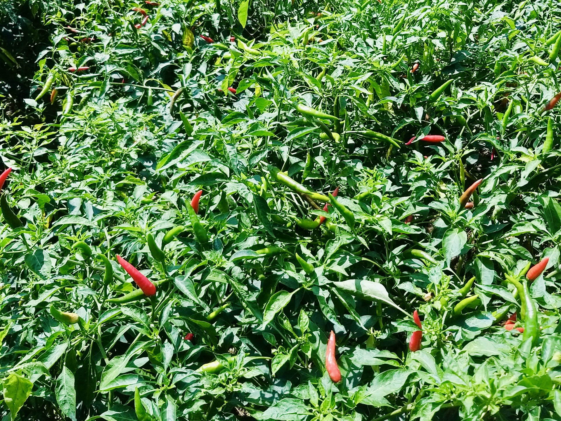 Ớt chỉ thiên trồng tại xã đảo Tân Long, tỉnh Đồng Tháp - Ảnh: ĐẶNG TUYẾT