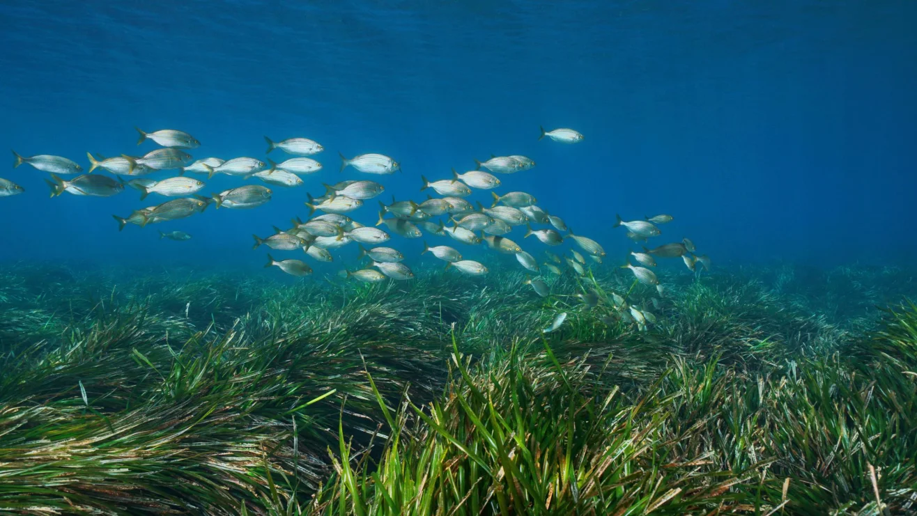 Thảm cỏ biển ngoài khơi đảo Formentera (Tây Ban Nha) - Ảnh: CNN