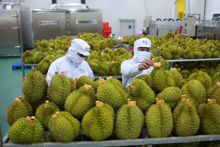 Sầu riêng là một trong những mặt hàng xuất khẩu chủ lực của ngành nông nghiệp - Ảnh: T.VY