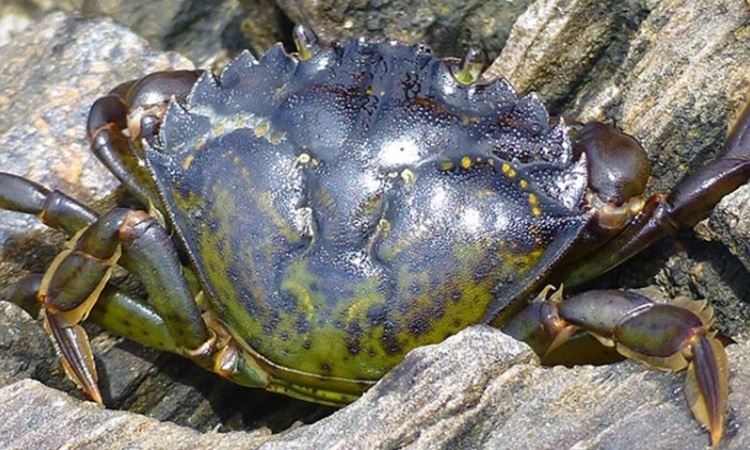 Cua xanh châu Âu có đặc điểm dễ nhận biết là 5 gai nhọn ở mỗi bên mắt. Ảnh: Emily Grason/Washington Seagrant
