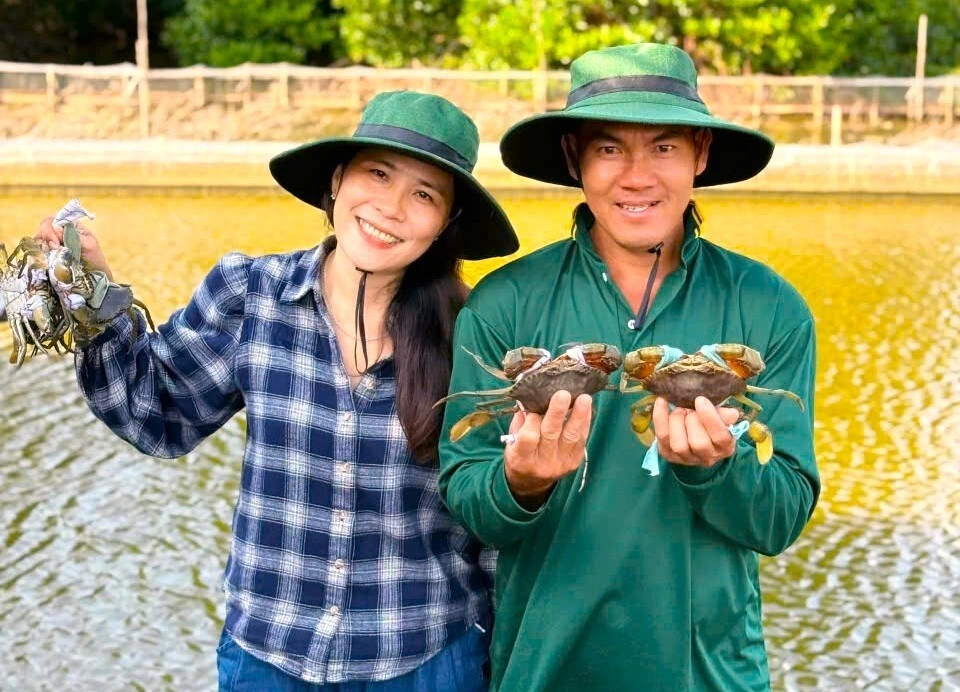 Vợ chồng chị Hân thu hoạch cua Cà Mau chuẩn bị giao cho khách hàng. Ảnh: An Minh