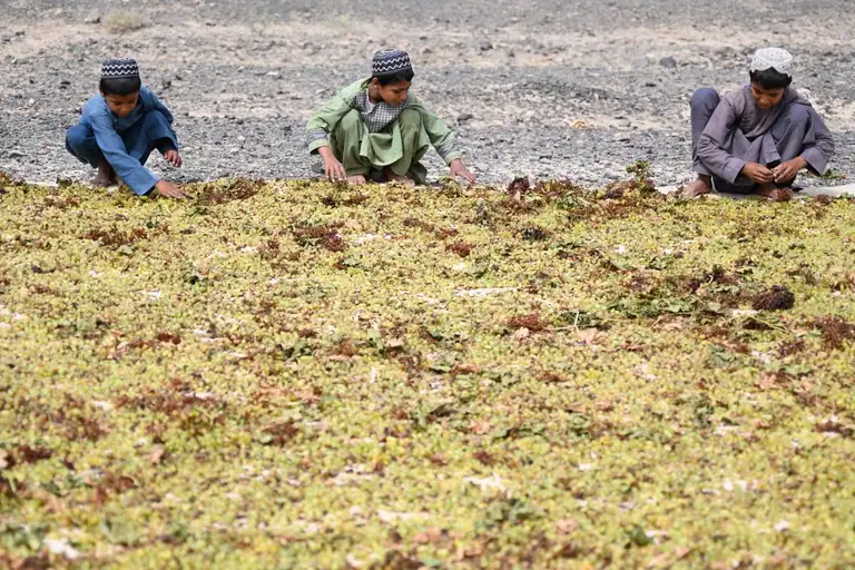 Các bé trai Afghanistan phơi nho trên mặt đất để làm nho khô tại huyện Panjwai, tỉnh Kandahar, Afghanistan ngày 5-8-2026 - Ảnh: AFP