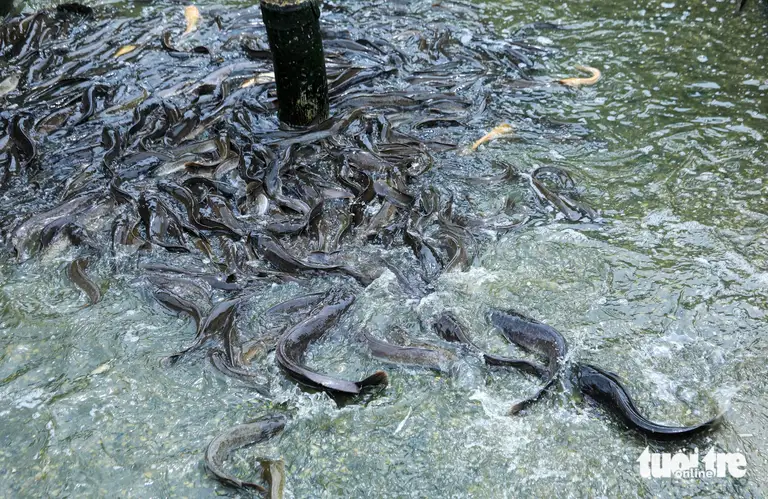 Ngoài cá lóc, nhiều hộ dân còn tận dụng hệ thống ao hồ để nuôi thêm cá trê và tôm, góp phần đa dạng nguồn thu và nâng cao hiệu quả kinh tế trên vùng cát ven biển - Ảnh: THANH NGUYÊN