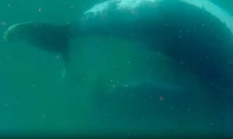 Cá voi lưng gù mẹ lặn xuống bên xác con non. Video: Olaf Meynecke