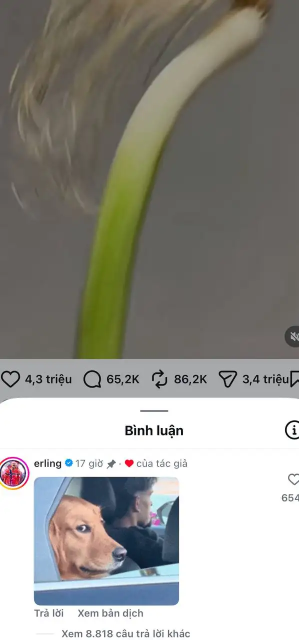 Haaland cũng hài hước lắm đó nha.