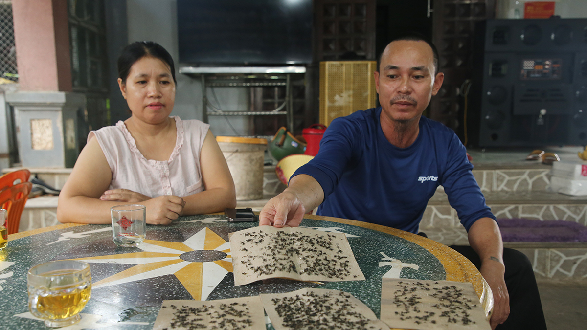Ruồi 'tấn công' khu dân cư