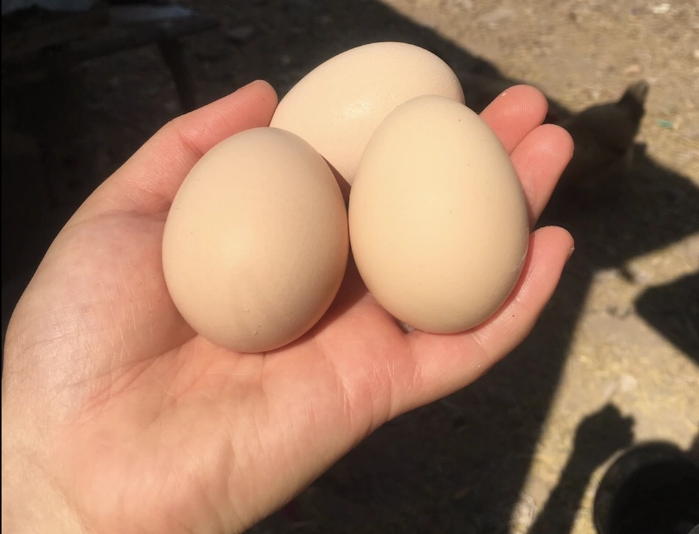 Trứng giàu protein, vitamin và khoáng chất. Ảnh minh họa: Bảo Bảo