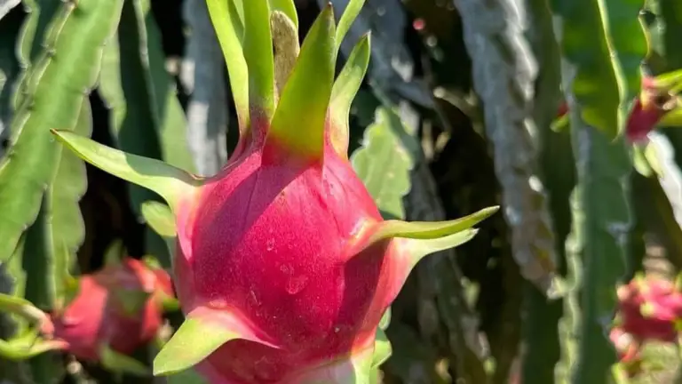Chuyên gia nêu lợi ích bất ngờ khi ăn thanh long thường xuyên