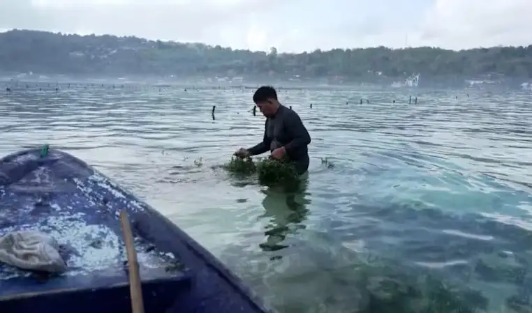 Nước biển ấm gây khó khăn cho người nuôi trồng rong biển ở Indonesia - Ảnh: CNA