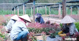 Bỏ nghề cơ khí, làm vườn ươm cây giống thu gần 20 tỉ đồng mỗi năm