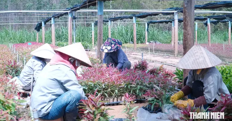 Bỏ nghề cơ khí, làm vườn ươm cây giống thu gần 20 tỉ đồng mỗi năm