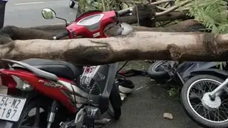 Cây đổ đè người đàn ông tử vong ở TP HCM