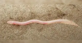 Từ video TikTok, phát hiện loài cá 'ít giống cá' nhất thế giới