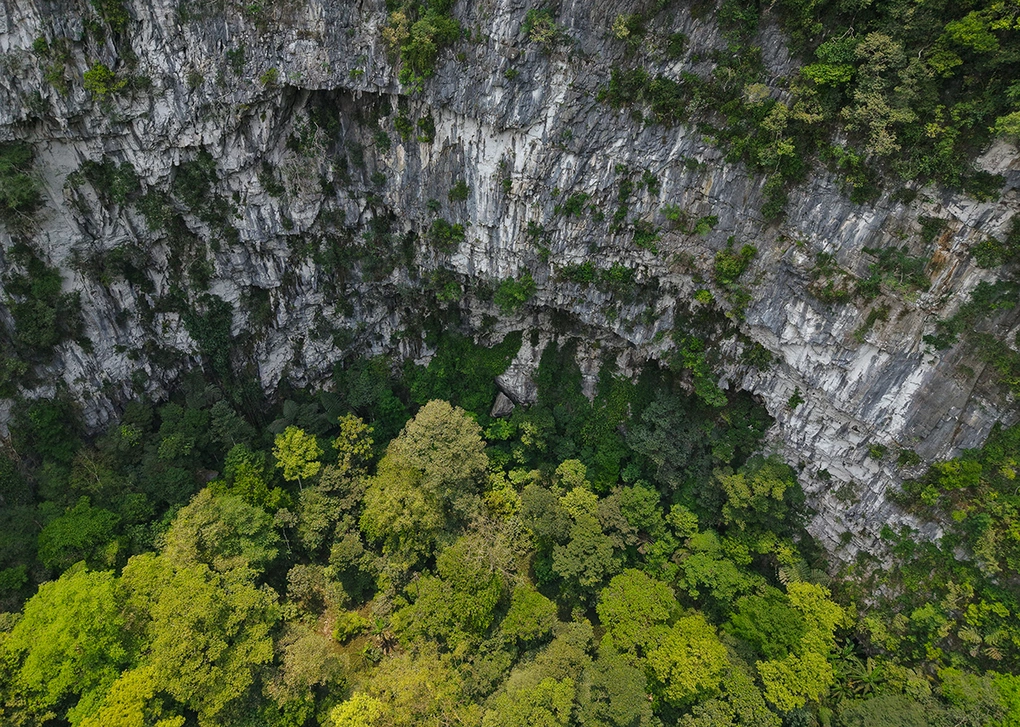 Dưới hố là rừng nguyên sinh. Ảnh: Jungle Boss