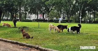 Lăng kính bạn đọc: Công viên không phải tài sản riêng của người nuôi chó