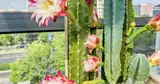 Dụi mắt 1000 lần khi thấy 5 cây này bỗng trổ hoa: Cảnh hiếm cả đời chưa chắc gặp một lần, cả nhà vui như đón lộc trời ban