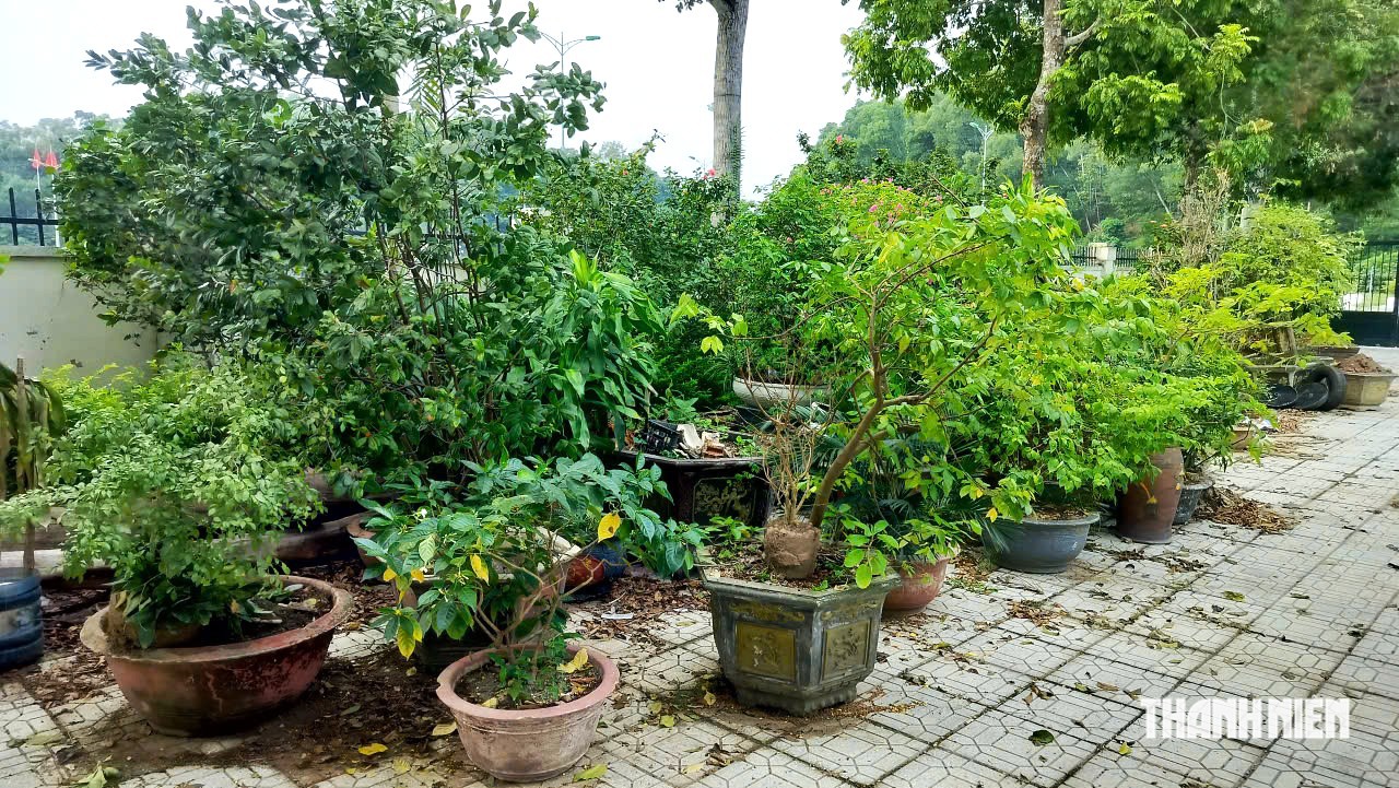 Nhiều cây cảnh của người dân đặt trên vỉa hè sau khi thu giữ được đưa về tập kết tại trụ sở Trung tâm Cung ứng dịch vụ công P.Hàm Rồng