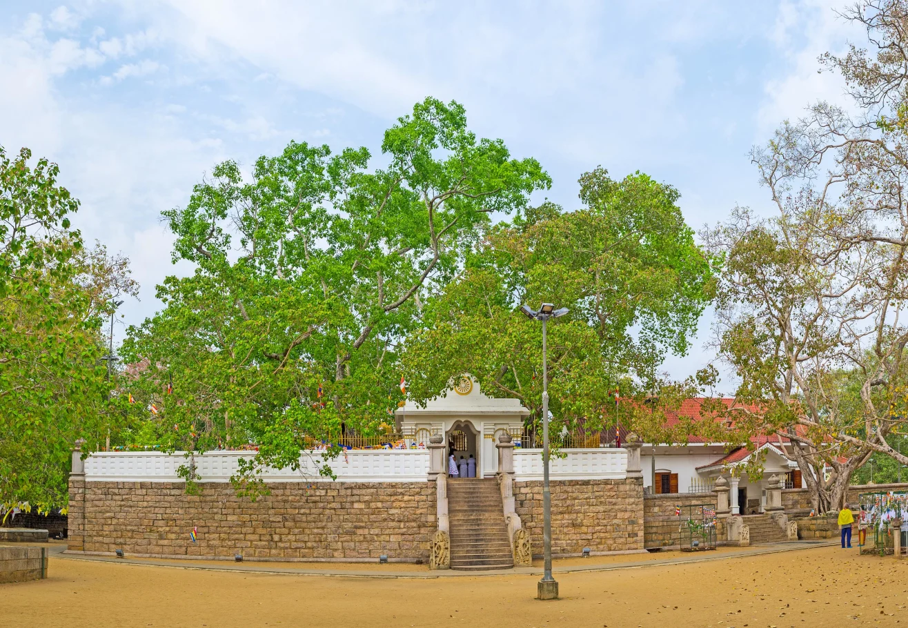 Cây bồ đề ở vườn Mahamevnawa, thành phố lịch sử Anuradhapura (Sri Lanka) - Ảnh: CNN