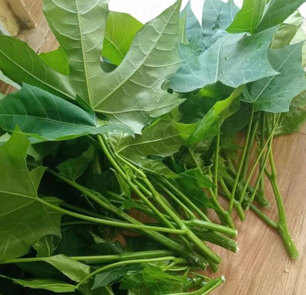Cây rau mì chính. Ảnh: Sức khỏe & Đời sống