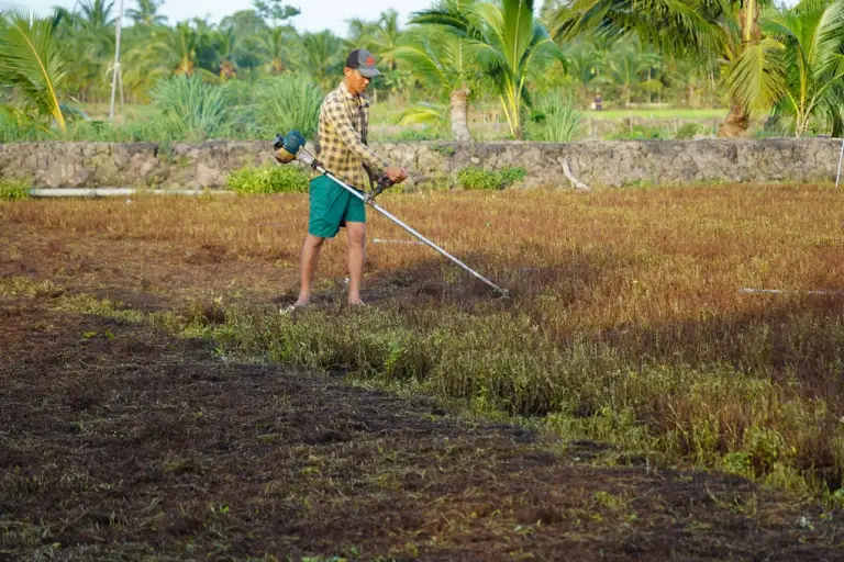 Nhân công dùng máy cắt bỏ diện tích rau răm chết héo. Ảnh: Hoàng Nam