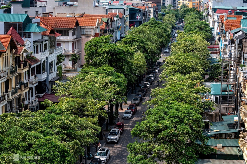 Cây hoa sữa trên phố Trung Hòa, phường Yên Hòa, thành phố Hà Nội. Ảnh: Thế Bằng