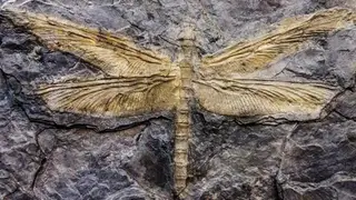 Thuật ngữ hóa thạch bắt nguồn từ chữ fossilis trong tiếng Latinh, có nghĩa là "được đào lên", mô tả bản chất của những tàn tích được khai quật từ lòng đá.