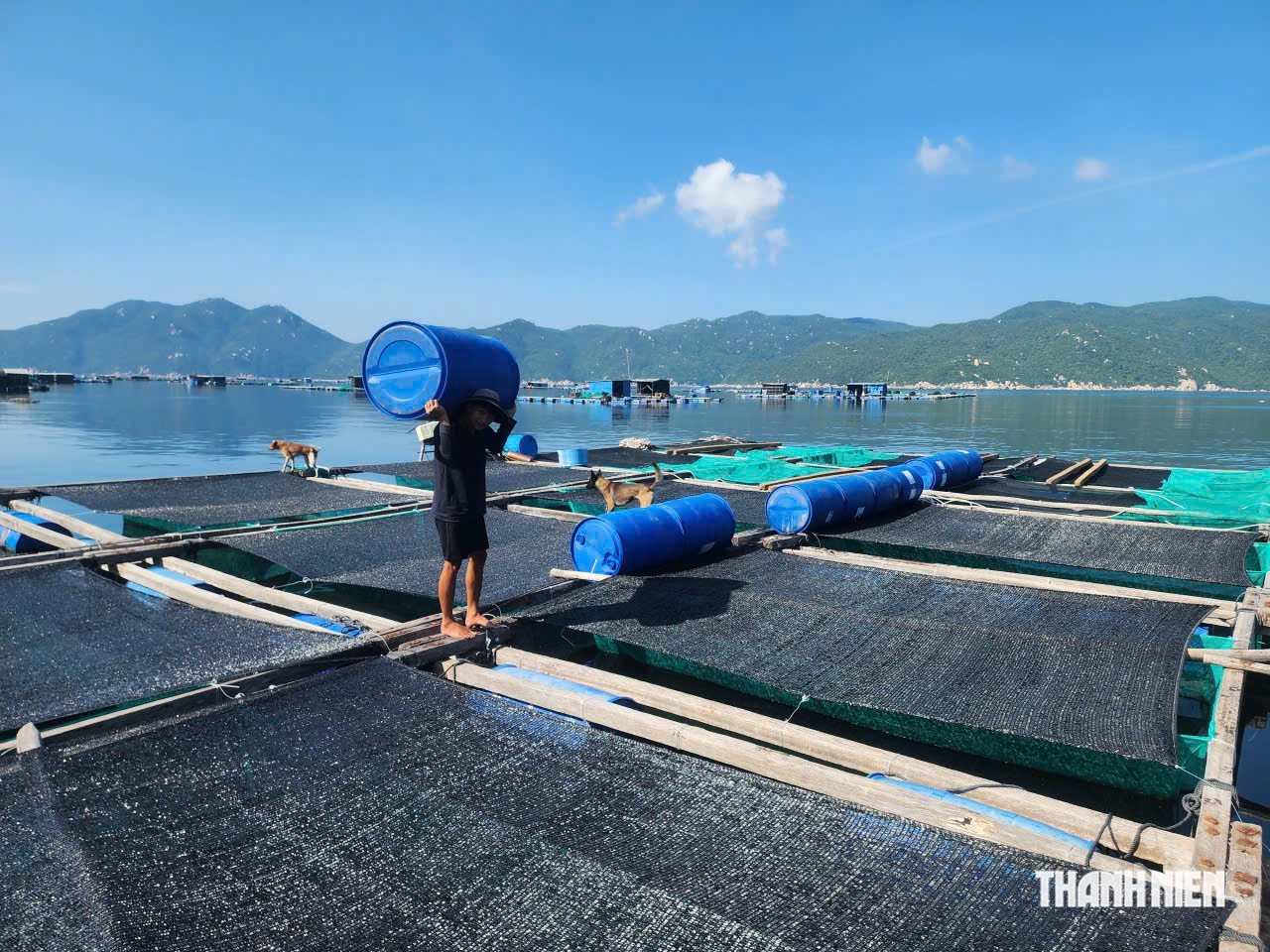 Ngư dân xã Đại Lãnh mua thêm thùng nhựa, gia cố lồng bè trước mùa mưa bão