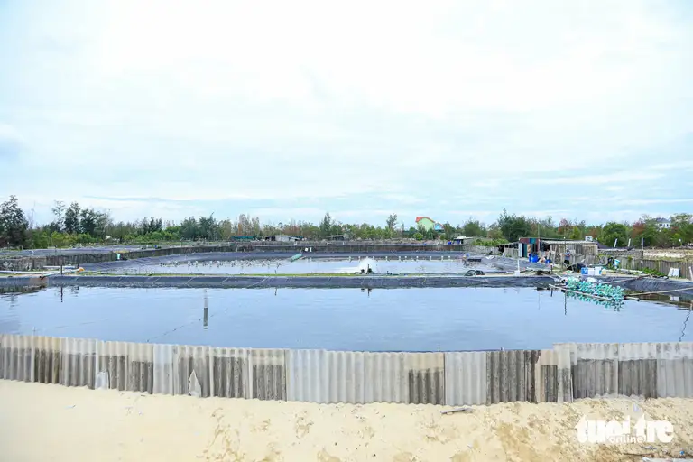 Trên những dải cát trắng trải dài ở các xã ven biển như Cam Hồng, Ninh Châu (tỉnh Quảng Trị), nghề nuôi cá lóc trong hồ lót bạt trên cát đã mang đến nguồn sinh kế ổn định của nhiều hộ dân - Ảnh: THANH NGUYÊN