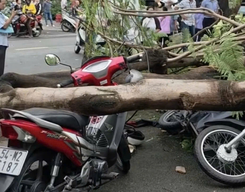 Cây đè hai xe máy. Ảnh: Đình Văn