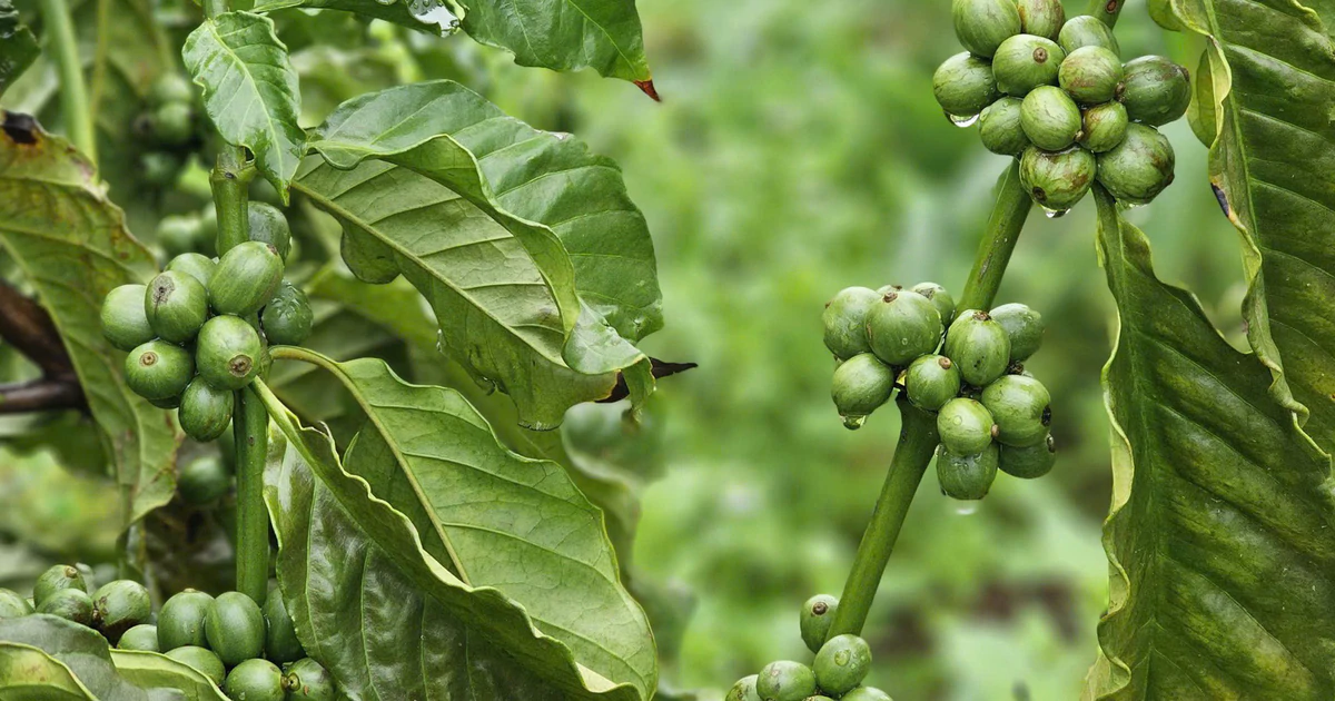 Giá cà phê rời mốc 95.000 đồng/kg, vụ mới có thể còn gây sức ép