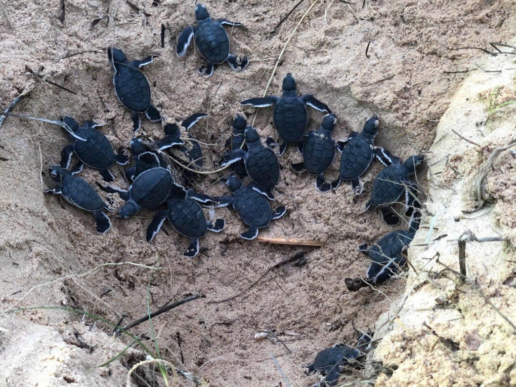 Rùa con đang ngoi lên cát trên bãi hòn Tranh, sáng 12/10. Ảnh: Ngọc Dũng