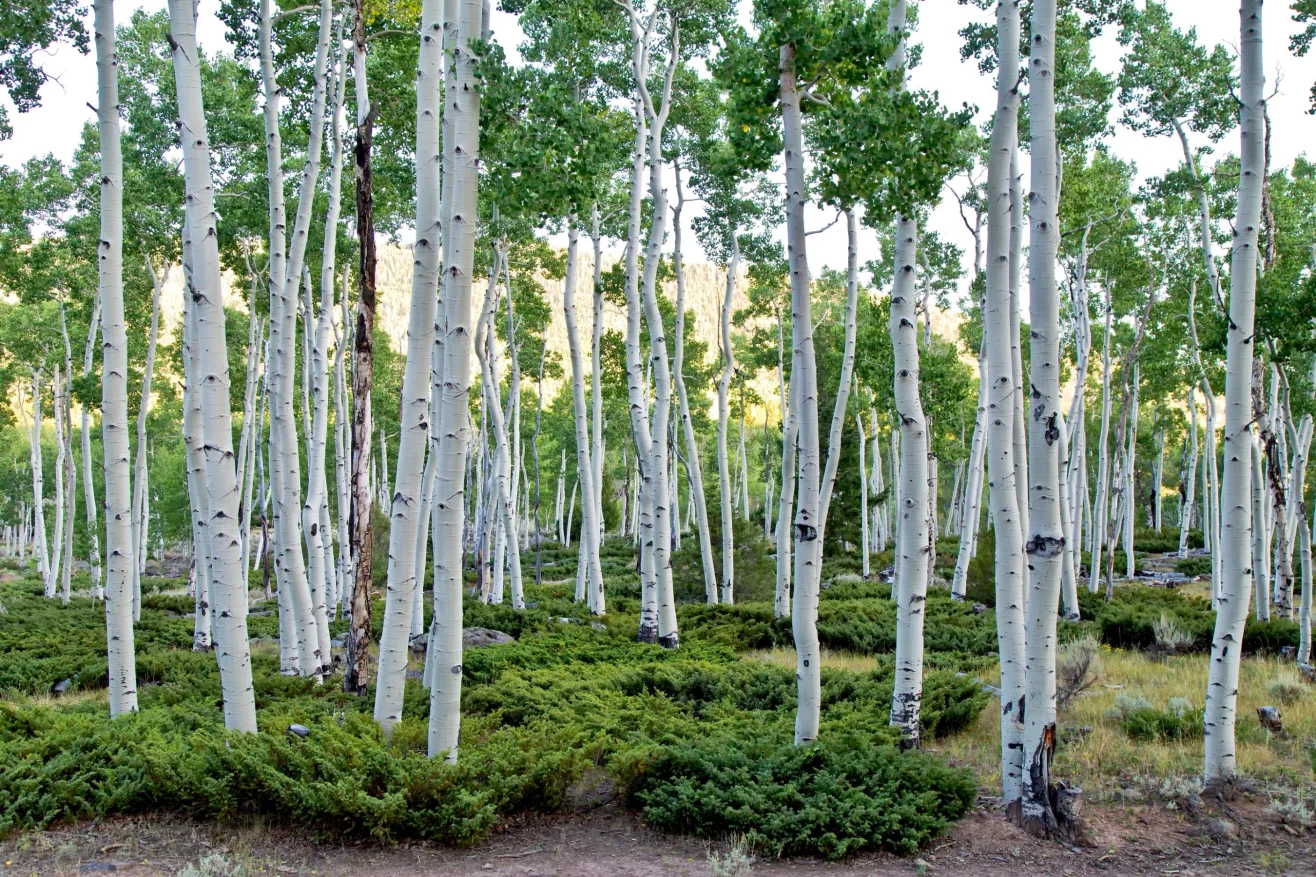 Khu rừng Pando tại bang Utah (Mỹ) - Ảnh: ALAMY