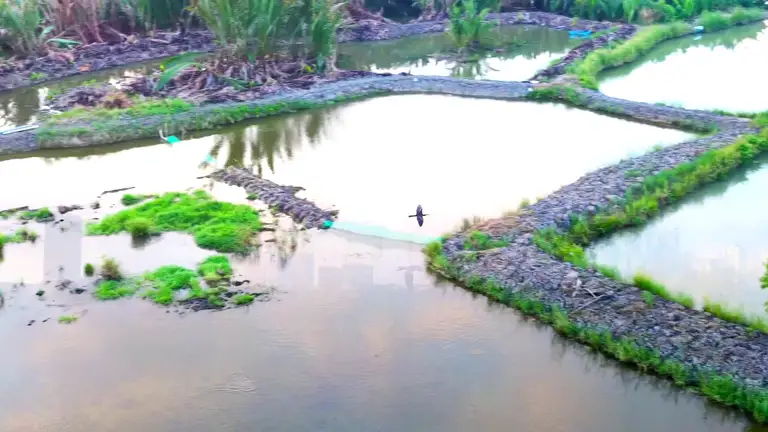 Một trong những khu vực ghi nhận được hình ảnh chim cổ rắn, kỳ đà hoa kiếm ăn - Ảnh: TRẦN NGUYỄN MINH QUÂN