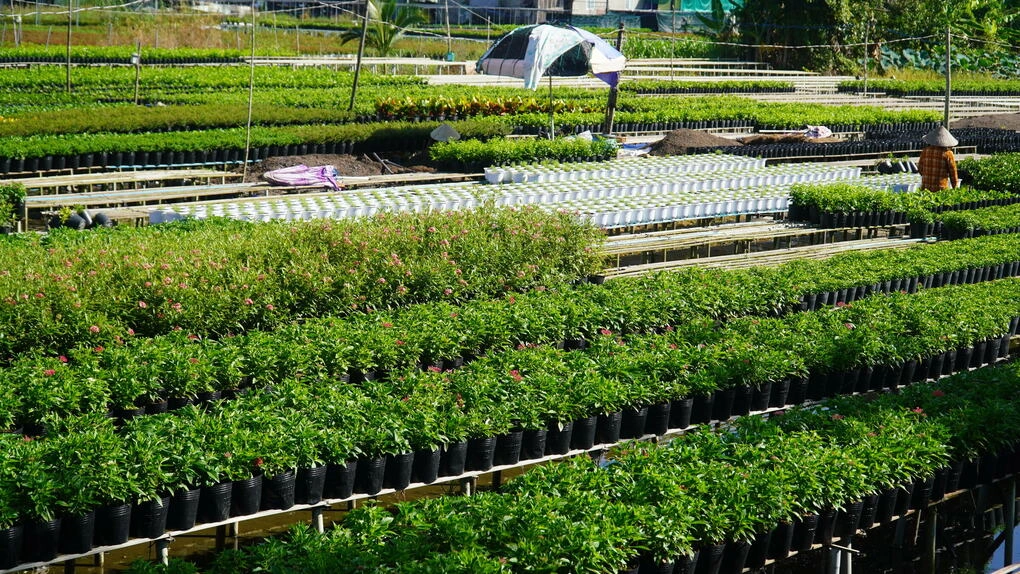 Bên cạnh hoa Tết nông dân làng hoa Sa Đéc còn trông các loại hoa chậu, kiểng lá bán quanh năm. Ảnh: Ngọc Tài