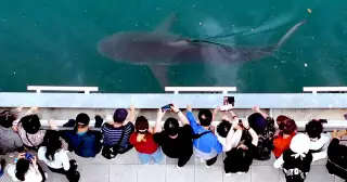 Cách Hàn Quốc kiếm bộn tiền nhờ... 'cá mập mắc kẹt'