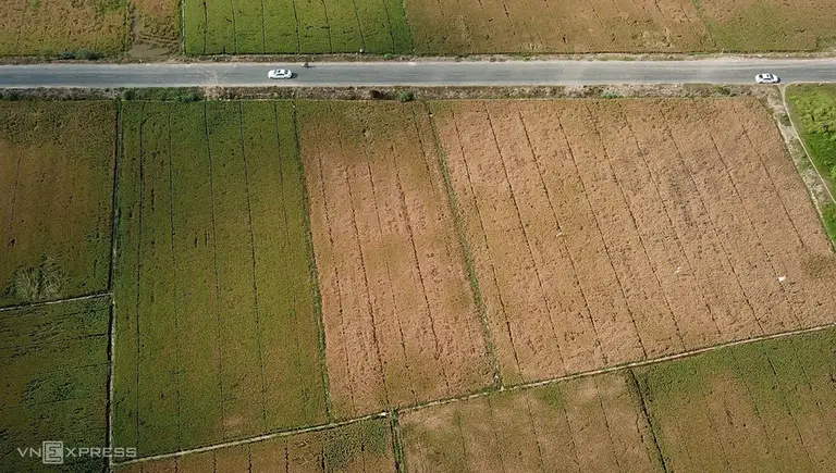 Hạn mặn gây chết lúa ở Cần Thơ năm 2024. Ảnh: Huy Phong